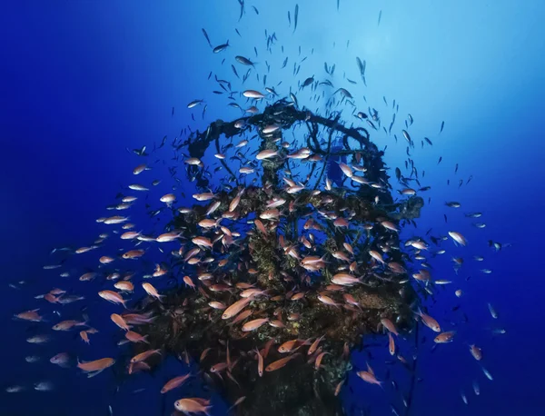 Italy, Calabria, Tyrrhenian sea, U.W. photo, wreck diving, sunken ship (Anthias school) - FILM SCAN — Stock Photo, Image