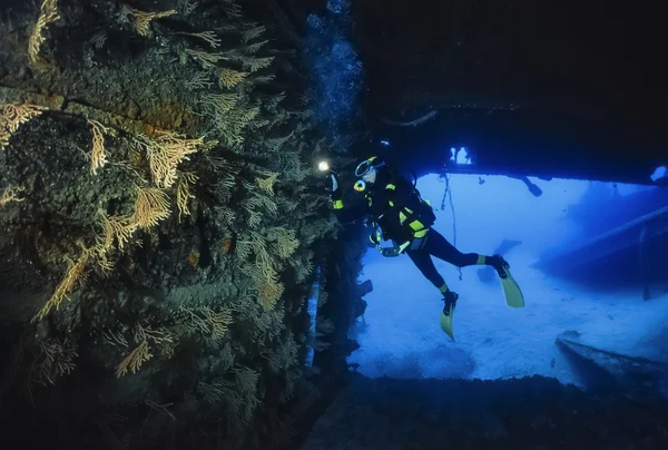 Італія, ponza острів, Тірренського моря, т. фото, крах дайвінг, жовтий gorgonians в затонулого судна (фільм сканування) — стокове фото