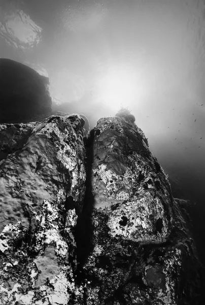 Italy, Ponza Island, Tyrrhenian sea, U.W. photo, red sponges (FILM SCAN) — Stock Photo, Image