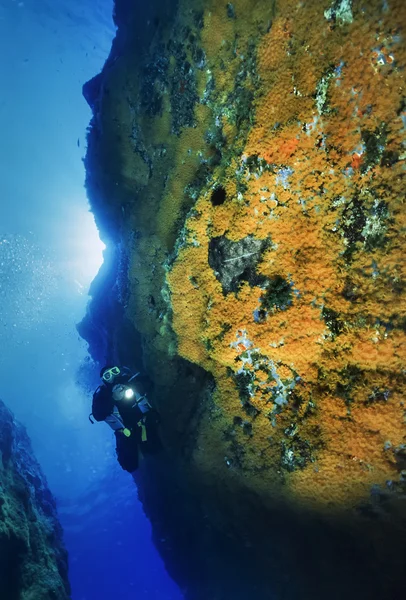 Italy, Ponza Island, Tyrrhenian sea, U.W. photo, scuba diver and a rocky wall full of yellow Anthozoans (Parazoanthus) - FILM SCAN — Stock Photo, Image