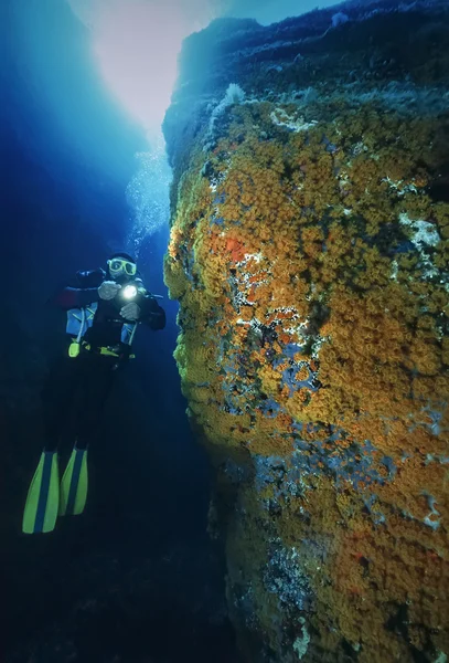 Itália, Ilha de Ponza, Mar Tirreno, U.W. fotografia, mergulhador e uma parede rochosa cheia de antozoários amarelos (Parazoanthus) - FILM SCAN — Fotografia de Stock