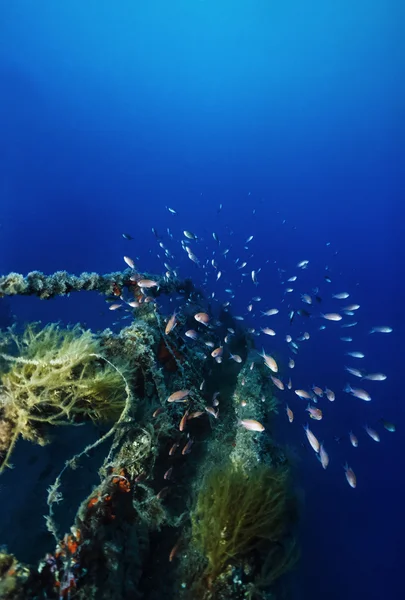 İtalya, Akdeniz, anthias üzerinde bir batık gemi enkazı - Film tarama — Stok fotoğraf