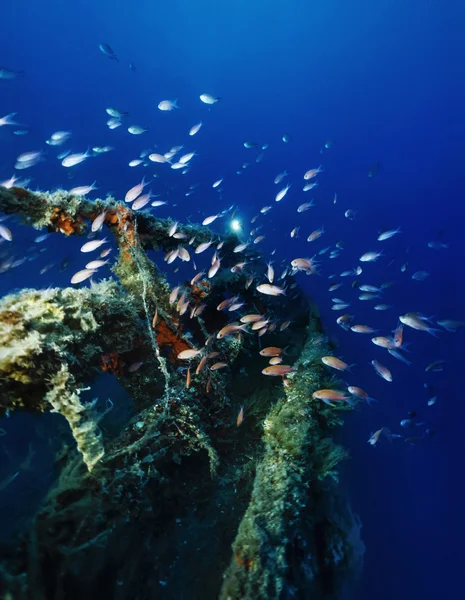 Italie, Méditerranée, anthias sur une épave coulée - FILM SCAN — Photo