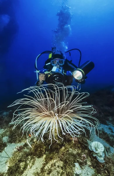 Middellandse Zee, duiker en een grote Cerianthus (actinia) - Film scannen — Stockfoto