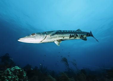 Karayip Denizi, Küba, UW fotoğraf, büyük Barracuda (Sphyraena barracuda) - Film tarama