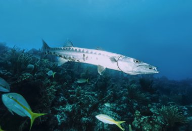 Karayip Denizi, Küba, UW fotoğraf, büyük Barracuda (Sphyraena barracuda) - Film tarama