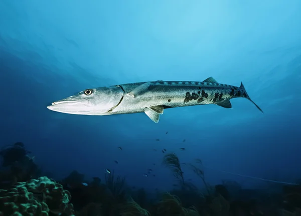 카리브 해, 쿠바, U.W. 사진, 큰 바라쿠다 (barracuda Sphyraena)-필름 스캔 — 스톡 사진