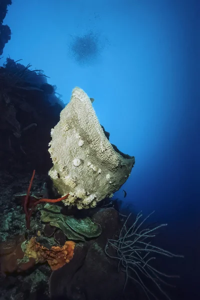 Карибського моря, куба, т. фото, Ваза Губка - фільм сканування — стокове фото