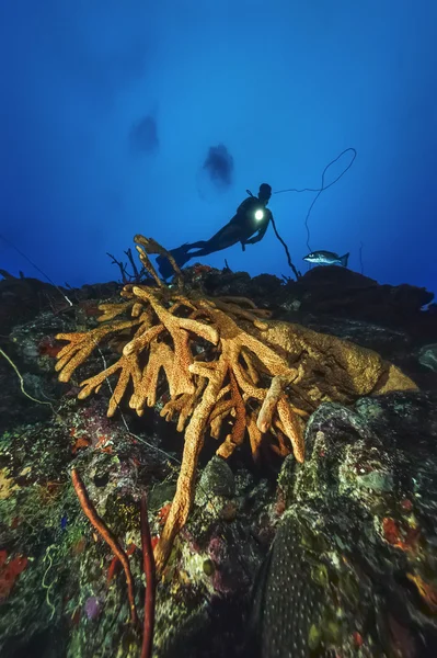 Mer des Caraïbes, Cuba, U.W. photo, plongeur et éponges à doigts - FILM SCAN — Photo