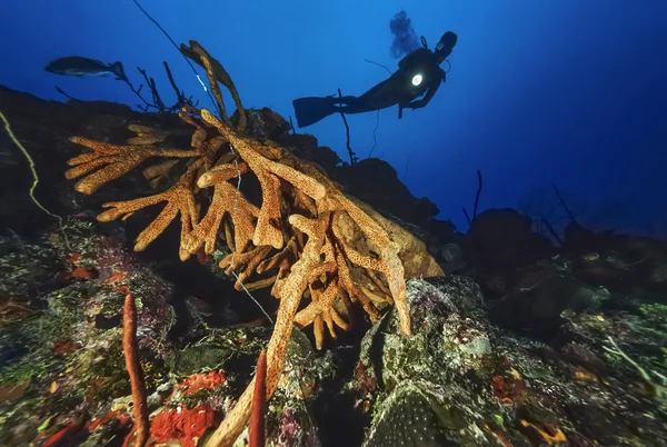 Caribbean Sea, Cuba, U.W. photo, diver and Finger Sponges - FILM SCAN — Stock Photo, Image