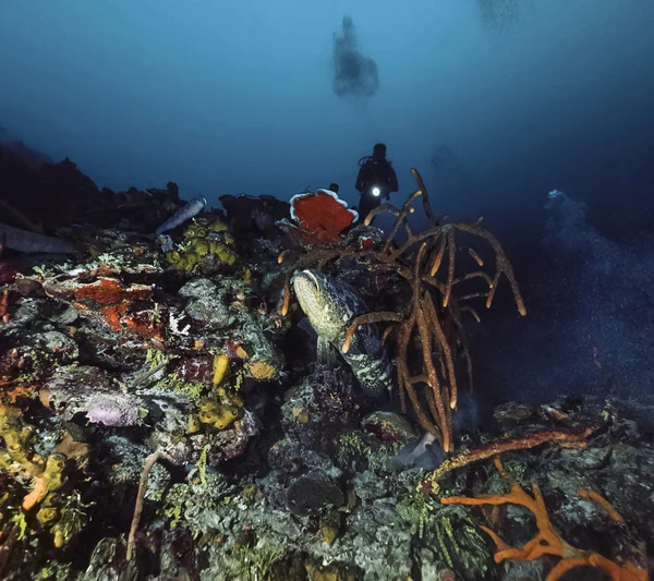 Карибського моря, куба, т. фото, тропічний морський окунь - фільм сканування — стокове фото