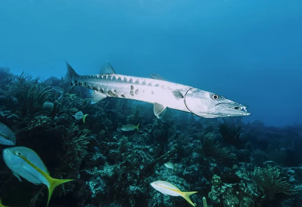 Mar Caribe, Cuba, U.W. foto, gran Barracuda (Sphyraena barracuda) - SCAN DE PELÍCULA —  Fotos de Stock