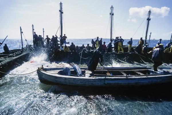 Italy, Sicily, Mediterranean Sea, Favignana Island, fishermen tuna fishing - FILM SCAN — Stock Photo, Image