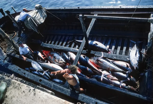 Ιταλία, Σικελία, στη Μεσόγειο θάλασσα, νησί Favignana, τόνου αλιεία· 24 Απριλίου 1984, ψαράς δρομολόγηση ένα μικρό τόνου από τη βάρκα - συντακτική (ταινία σάρωση) — Φωτογραφία Αρχείου