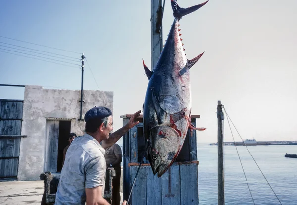 Italien, Sizilien, Mittelmeer, Insel Favignana; 24. April 1984, Thunfischfabrik, Fischer, der einen großen Thunfisch aus dem Boot zieht - Editorial (Filmscan)) — Stockfoto