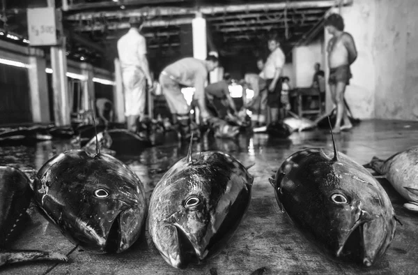 Italien, Sizilien, Mittelmeer, Insel Favignana, große Thunfische am Boden und Fischer, die in der Thunfischfabrik arbeiten - Filmscan — Stockfoto