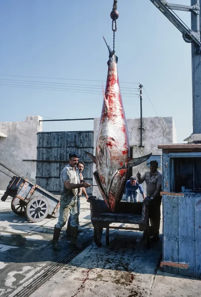 Italien, Sizilien, Mittelmeer, Insel Favignana; 24. April 1984, Thunfischfabrik, Fischer ziehen einen großen Thunfisch aus dem Boot - Leitartikel (Filmscan)) — Stockfoto