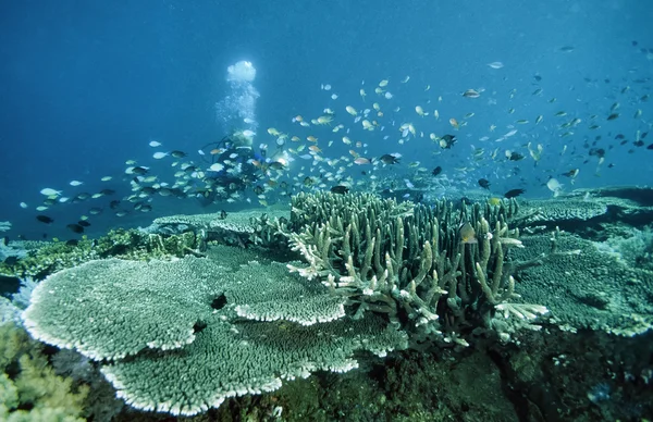 Filipinler, Balicasag Adası, UW fotoğraf, mercan kayalığı. Dalgıç ve sert mercan - Film tarama — Stok fotoğraf