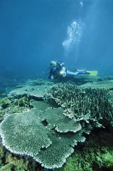 Філіппіни, Balicasag острова, т. фото, коралових рифів. дайвер і твердих коралів - фільм сканування — стокове фото