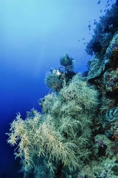 Φιλιππίνες, Balicasag Island, U.W. φωτογραφία, κοραλλιογενή ύφαλο, δύτης και μαλακά κοράλλια - σάρωση φιλμ — Φωτογραφία Αρχείου