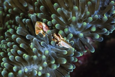 Filipinler, Balicasag Adası, UW fotoğraf, bir tehlikede - Film inceden inceye gözden geçirmek içinde küçük tropik Yengeç