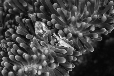 Filipinler, Balicasag Adası, UW fotoğraf, bir tehlikede - Film inceden inceye gözden geçirmek içinde küçük tropik Yengeç