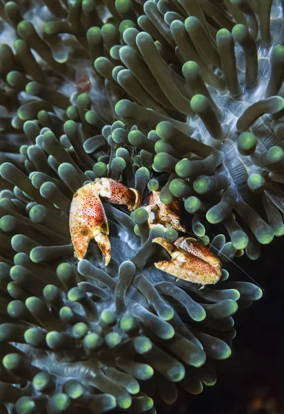 FILIPPINE, Isola di Balicasag, U.W. fotografia, piccolo granchio tropicale in un Anemonefish - FILM SCAN — Foto Stock