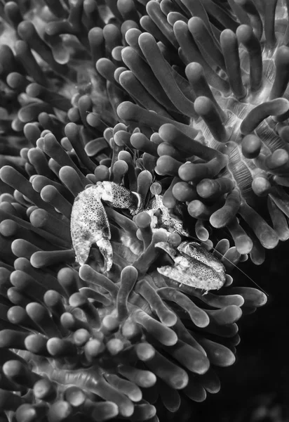 Filipinler, Balicasag Adası, UW fotoğraf, bir tehlikede - Film inceden inceye gözden geçirmek içinde küçük tropik Yengeç