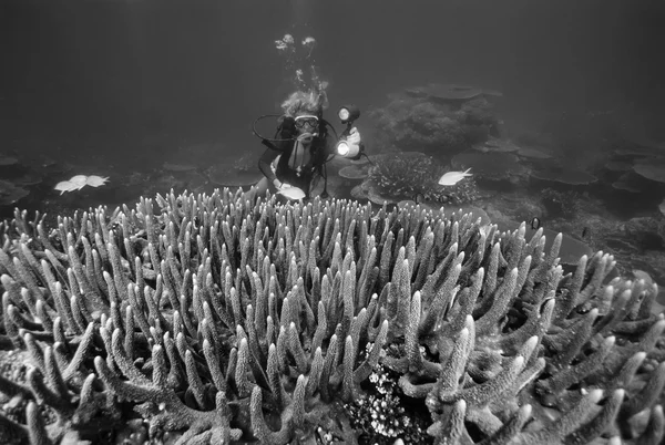 菲律宾，巴里卡萨岛，五颜六色的照片中，珊瑚礁。潜水员和硬珊瑚-电影扫描 — 图库照片