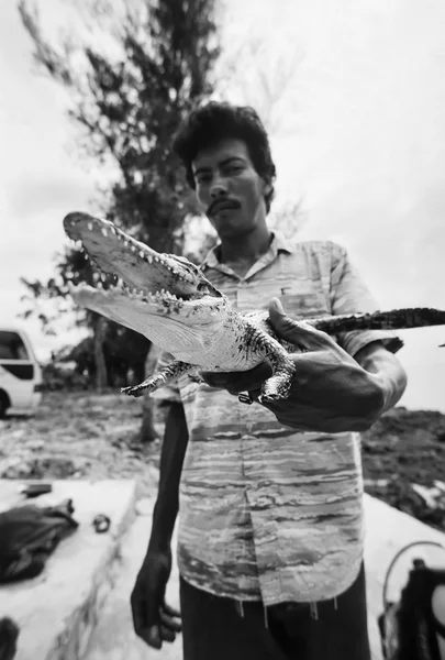 Κούβα, Maria La Gorda? 21 Μαρτίου 1998, Κούβας άνθρωπος κρατώντας ένα μικρό κροκόδειλος - συντακτική (ταινία σάρωση) — Φωτογραφία Αρχείου