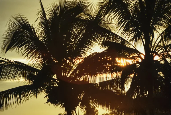 КУБА, кокосовые деревья - FILM SCAN — стоковое фото