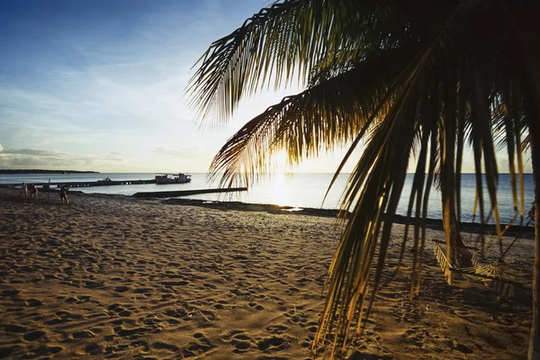 CUBA, Maria La Gorda beach, coconut palm tree - FILM SCAN — Stock Photo, Image