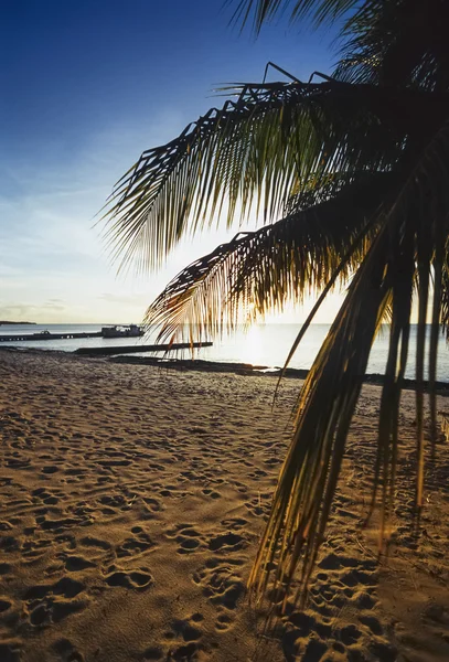 Kuba, Maria La Gorda beach, palmy kokosowe drzewo - Film skanowania — Zdjęcie stockowe