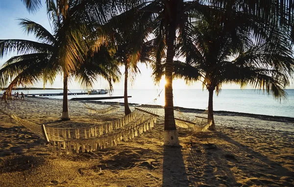 CUBA, Maria La Gorda beach, coconut palm trees - FILM SCAN — Stock Photo, Image