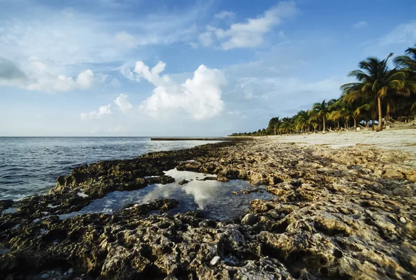 CUBA, Maria La Gorda beach, coconut palm trees - FILM SCAN — Stock Photo, Image