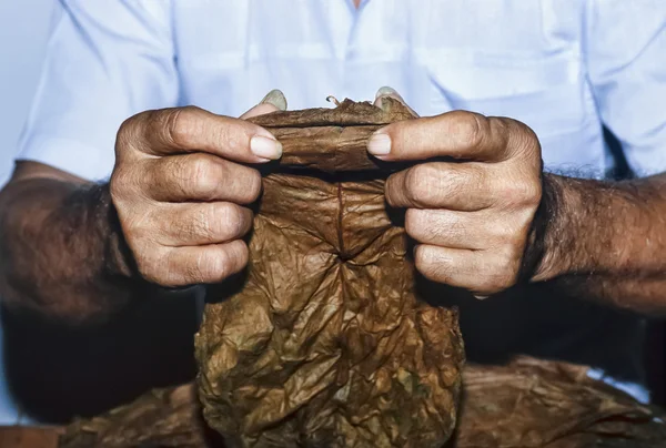 Kuba, Pinar Del Rio, przygotowanie kubańskiego tytoniu w fabryce cygar - Film skanowania — Zdjęcie stockowe