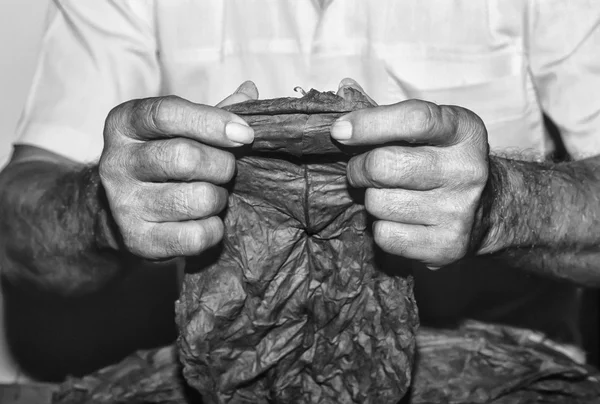 CUBA, Pinar Del Rio, preparazione cubana del tabacco in una fabbrica di sigari - FILM SCAN — Foto Stock