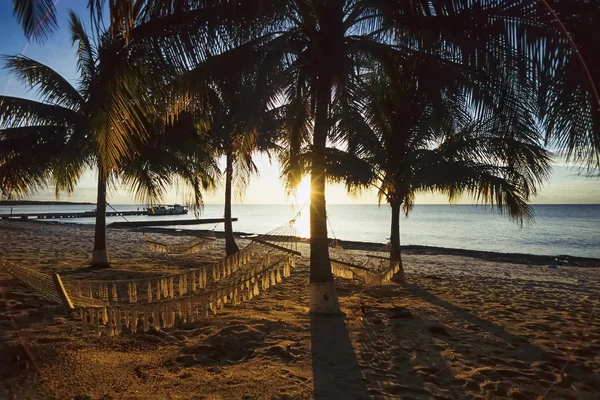 CUBA, Maria La Gorda beach, coconut palm trees - FILM SCAN — Stock Photo, Image