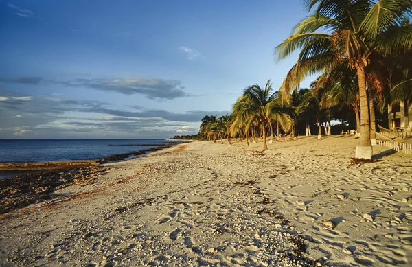 CUBA, Maria La Gorda beach, coconut palm trees - FILM SCAN — Stock Photo, Image