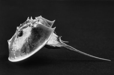 Horseshoe crab skeleton - FILM SCAN clipart