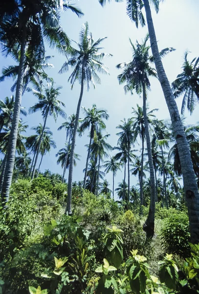 ФИЛИППИНЫ, остров Дакак, кокосовые пальмы - FILM SCAN — стоковое фото