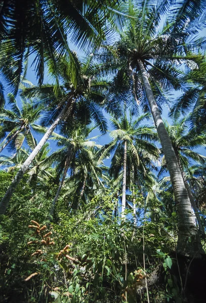 ФИЛИППИНЫ, остров Дакак, кокосовые пальмы и многое другое - ФИЛЬМ СКАН — стоковое фото