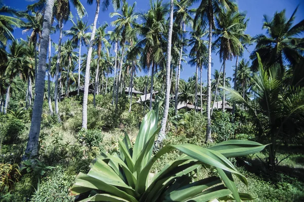 ФИЛИППИНЫ, остров Дакак, кокосовые пальмы и деревянные баклажаны - ФИЛЬМ СКАН — стоковое фото