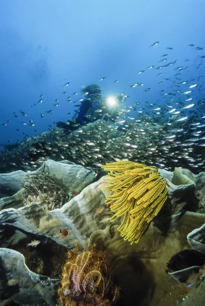 Filipíny, Balicasag Island (Bohol), U.W. fotografie, tropické crinoids a glassfish s potápěčem v pozadí - Film Scan — Stock fotografie