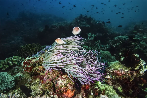 PHILIPPINES, Balicasag Island, U.W. photo, tropical Clawnfish on an Anemonefish - FILM SCAN — Stock Photo, Image