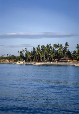 Filipinler, Dakak Adası (Bohol), Hindistan cevizi palmiye ağaçları ve yerel ahşap balıkçı tekneleri sahilde bir balıkçı köyü - Film tarama