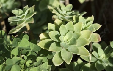 İtalya, Sicilya, bahçedeki sulu bitkiler.