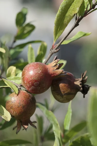 Italien, landsbygden, Granatäpplen i i en trädgård — Stockfoto