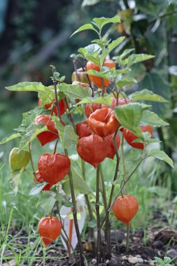 İtalya, Çin fener bitki (Physalis alkekengi) bir bahçe