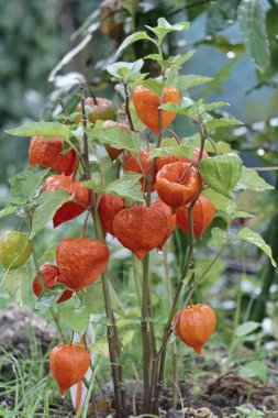 İtalya, Çin fener bitki (Physalis alkekengi) bir bahçe